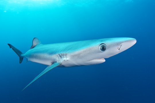 GlobalGeoNews /  Le confinement a-t-il un effet bénéfique sur les requins ?